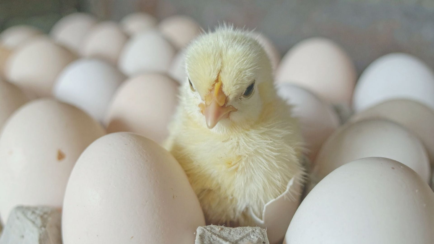 Assisted Hatching bei IVF: Kann die Schlüpfhilfe die Einnistung fördern?