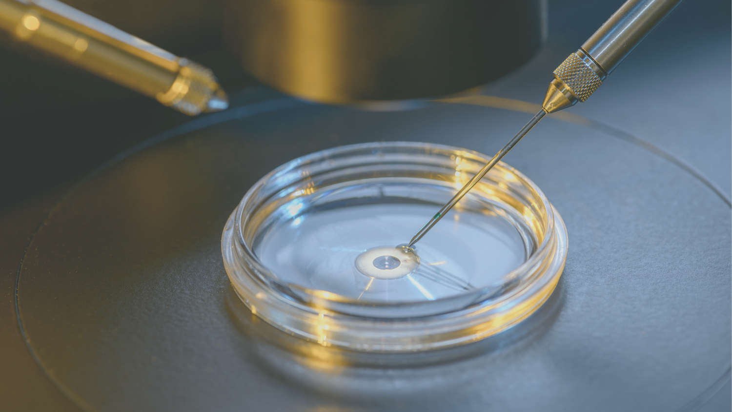 EmbryoGlue® und IVF-Erfolgsrate: Chancen, Grenzen und aktuelle Studien