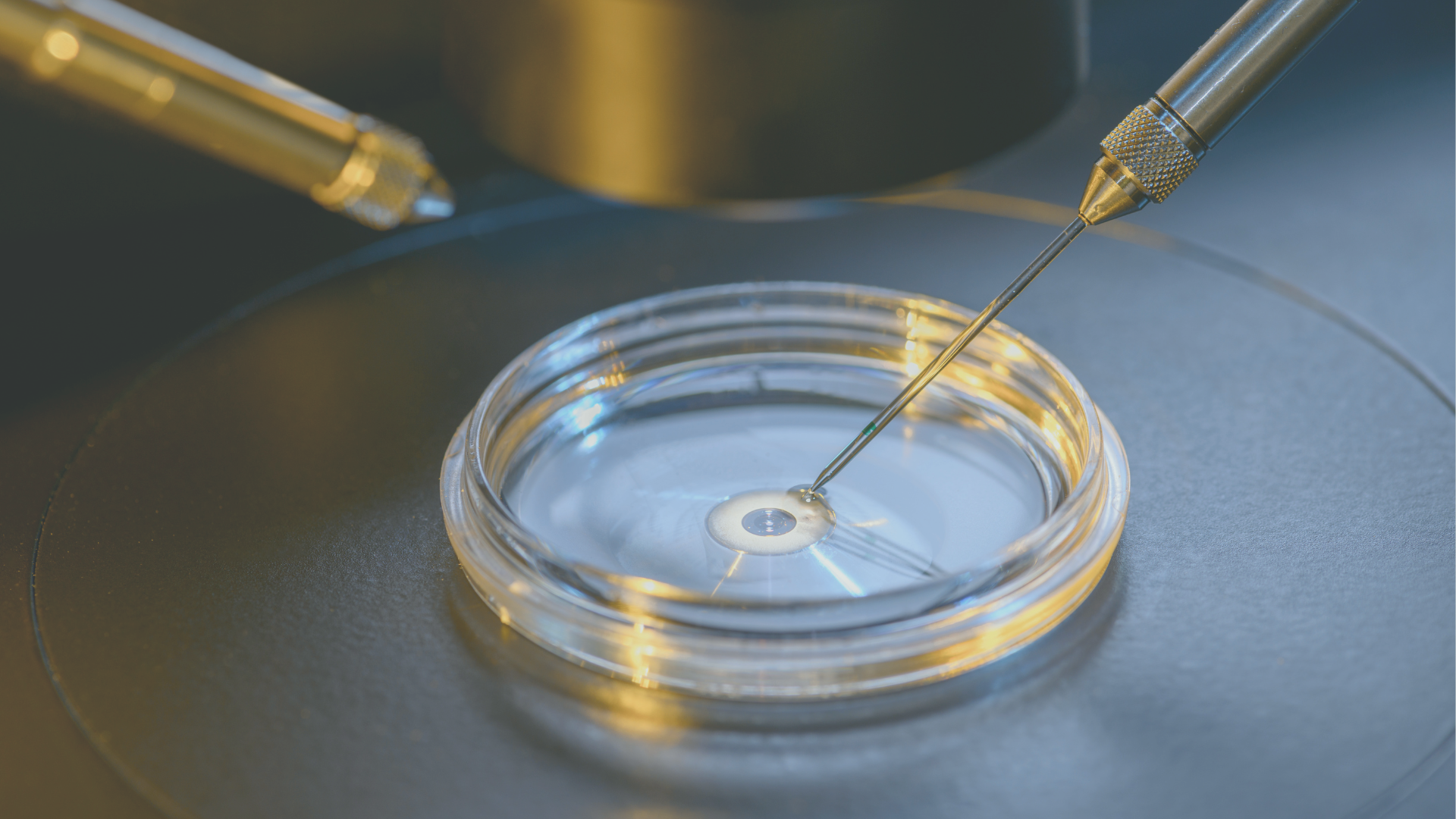 EmbryoGlue® und IVF-Erfolgsrate: Chancen, Grenzen und aktuelle Studien