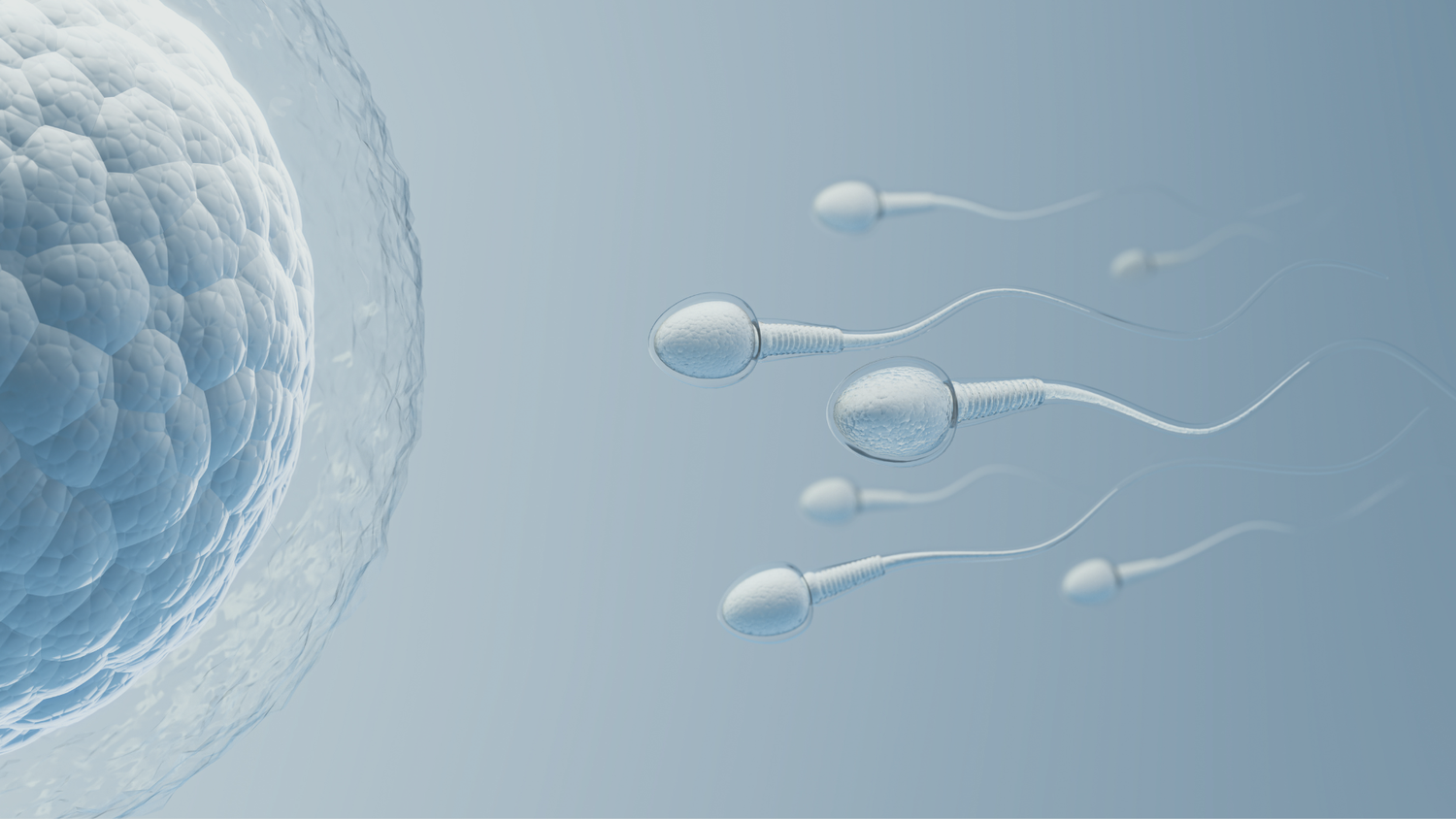 Erfolgschancen der IVF: Wie viele Eizellen und Transfers sind für ein Wunschbaby nötig?