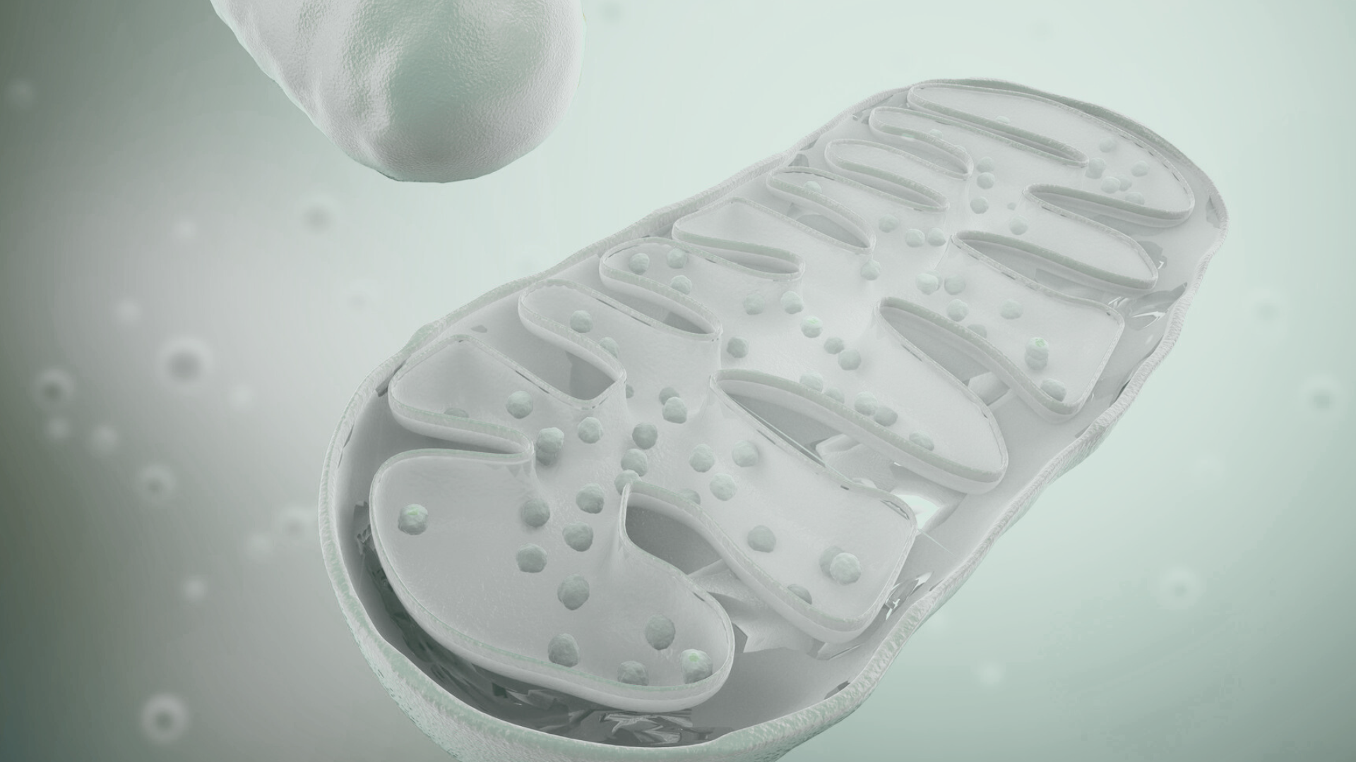 Mitochondrienspende und künstliche Befruchtung: Neue Hoffnung der Reproduktionsmedizin