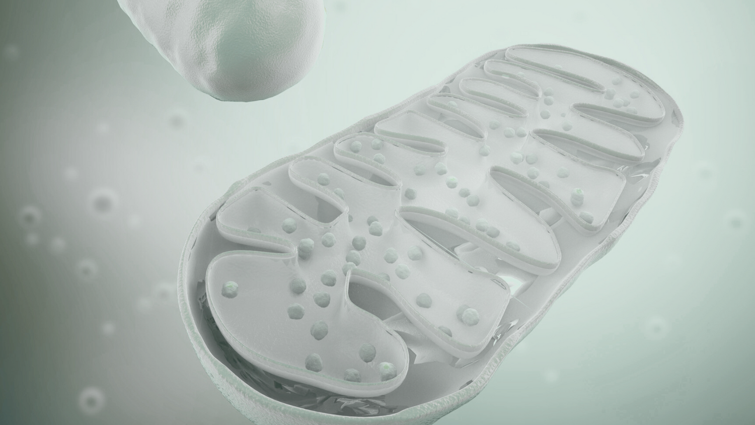 Mitochondrienspende und künstliche Befruchtung: Neue Hoffnung der Reproduktionsmedizin