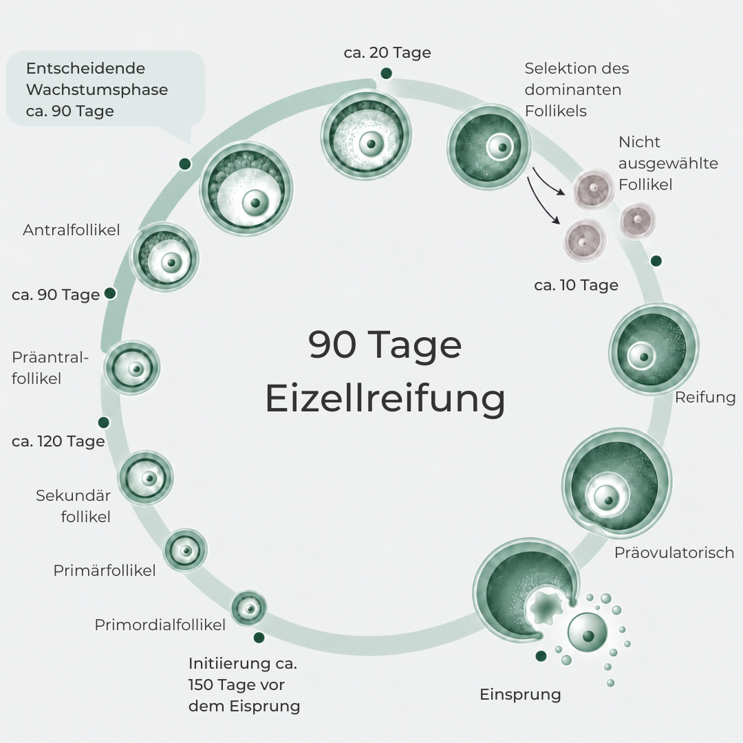 Eizellreifung 90 Tage