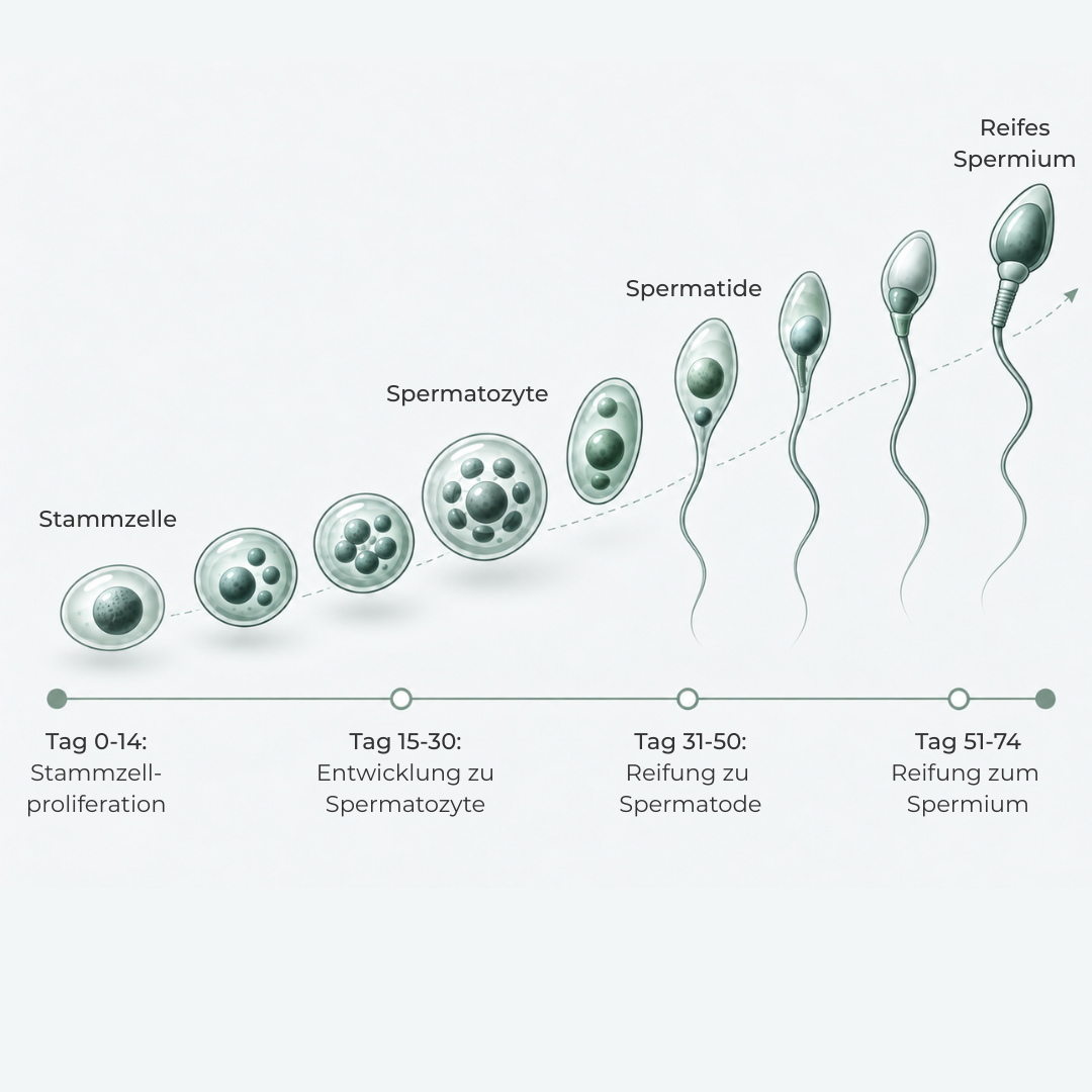 Spermienreifung